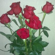 Елена )))))))) on My World.