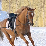 Koni-Сlub Верховая езда группа в Моем Мире.