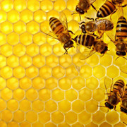 Пчеловод выходного дня группа в Моем Мире.