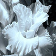 Gladiolus White on My World.