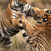 спасём тигрят тигры снами on My World.