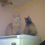 madam Hellow on My World.