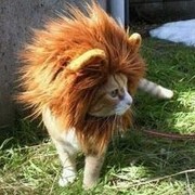 lion cat on My World.