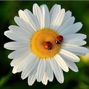 Татьяна Лобачева on My World.